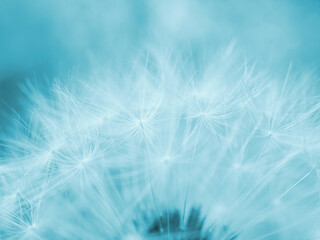 Dandelion cap with seeds closeup. Light summer floral background. Airy and fluffy wallpaper. Blue tinted backdrop. Dandelion fluff  wallpaper. Macro