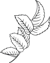 Fototapeta premium collection forest fern eucalyptus art foliage natural leaves herbs in line style. Decorative beauty, elegant illustration for design: Vector flower Botanical
