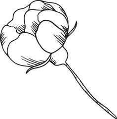 collection forest fern eucalyptus art foliage natural
leaves herbs in line style. Decorative beauty, elegant illustration 
for design: Vector flower Botanical