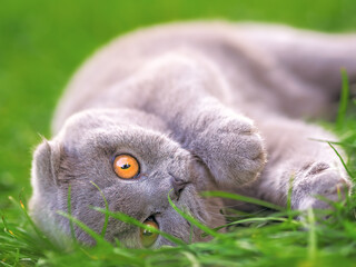 Cat playing at the green grass