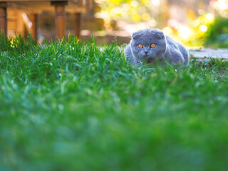 Cat playing at the green grass