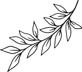 collection forest fern eucalyptus art foliage natural
leaves herbs in line style. Decorative beauty, elegant illustration 
for design: Vector flower Botanical