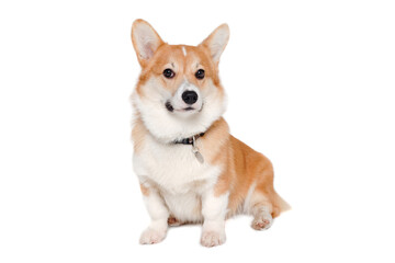 Welsh Corgi Pembroke dog