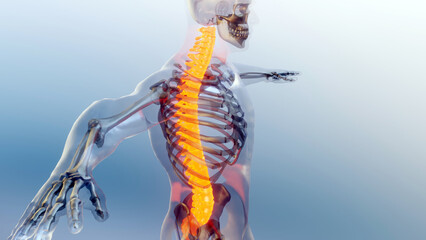 Spinal Cord Vertebral Column Cervical Vertebrae of Human Skeleton System Anatomy  Concept. Red on the backbone, medically accurate illustration of a painful spine, Male Hurt Backbone, 3D render