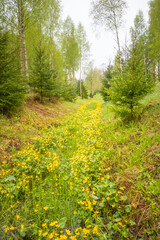 A beautiful spring landscape with march marigolds blooming in the ditch. Seasonal scenery of Northern Europe woodlands.