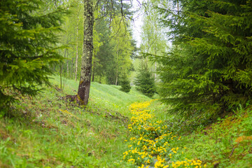 A beautiful spring landscape with march marigolds blooming in the ditch. Seasonal scenery of Northern Europe woodlands.