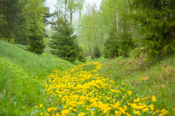 A beautiful spring landscape with march marigolds blooming in the ditch. Seasonal scenery of Northern Europe woodlands.