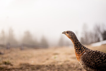 Female Black Grouse on wild, natural environment.