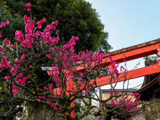 鳥居と梅の花