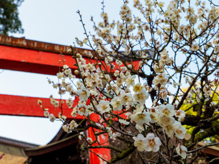 鳥居と梅の花