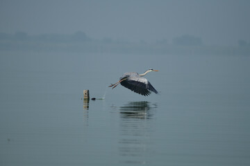 Gray Heron in flight
