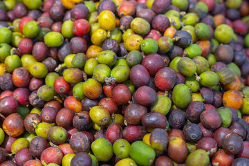 Arabican Coffee Bean ripe seed. Robusta coffee bean crop closeup.