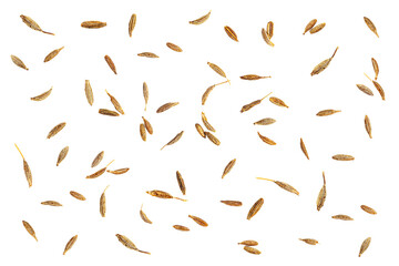 Fototapeta na wymiar Cumin seed dry from tree basil indian food aroma isolated on white background