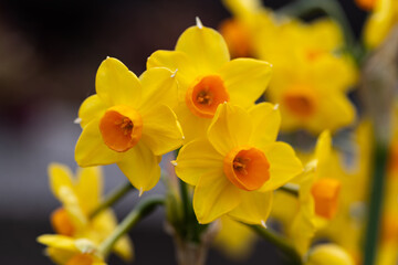 黄色いスイセン
