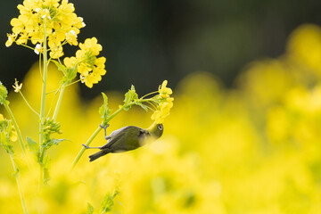 菜の花と野鳥