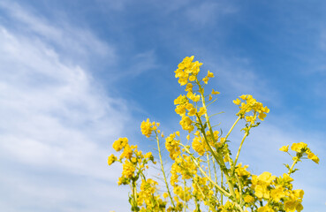 Obraz premium 青空と菜の花