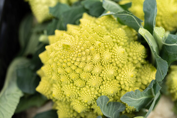 面白い形の野菜　ロマネスコ