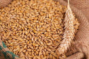 barley grain on the wooden background