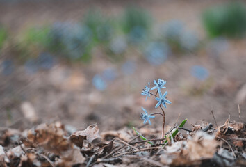 spring flower. violet. photo during the day. herald of spring.