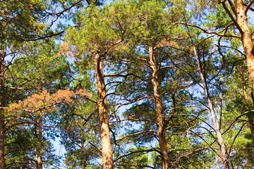 Pine trees
