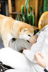 A portrait of a sad Akito dog. Sleepy Red dog lying in the room. The sun is falling on the animal's muzzle. The dog is sick. 