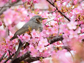 A bulbul facing right perches the branch surronded by kawazu cherry blossoms