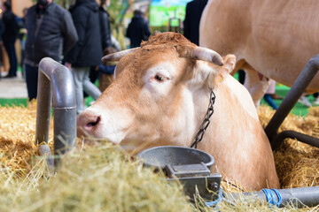 portrait of blonde d'aquitaine cow at the agricultural show