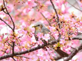 A bulbul facing left perches the branch surronded by kawazu cherry blossoms