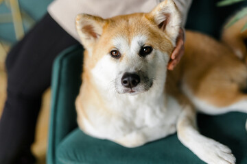 A portrait of a sad Akito dog. Sleepy Red dog lying in the room. The sun is falling on the animal's muzzle. The dog is sick. 