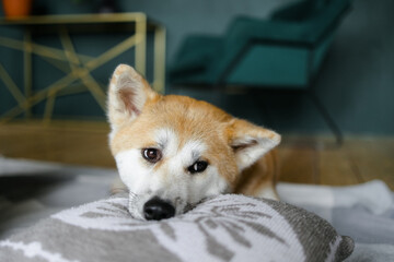 A portrait of a sad Akito dog. Sleepy Red dog lying in the room. The sun is falling on the animal's...