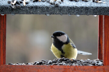 The great tit sitting in a wooden bird feeder, rainy weather