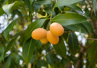 Marian plum,Marian mango or plango (Mayong Chit in Thai). these tropical fruits are a relative of the mango