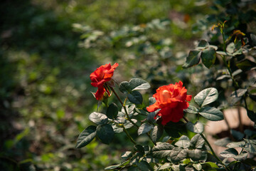 Fototapeta na wymiar Rose flowers on blur background.