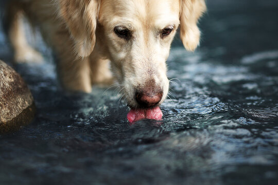 Cute golden retriever dog drinking water from lake