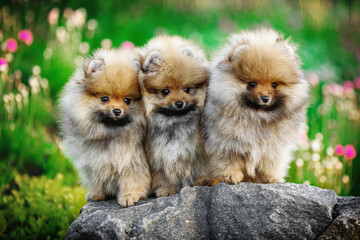 Three cute pomeranian spitz dog puppies sitting on a rock