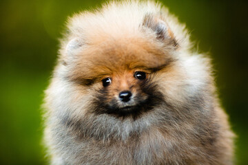Obraz premium Pomeranian spitz dog puppy portrait