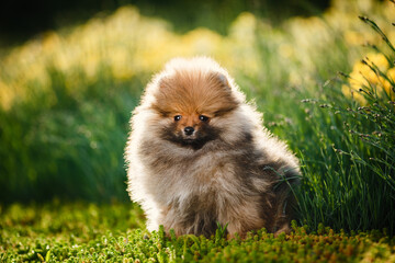 Cute pomeranian spitz dog puppy sitting on the grass