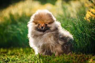 Cute pomeranian spitz dog puppy sitting on the grass