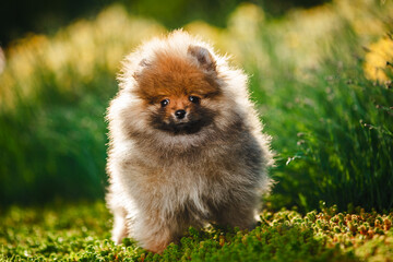 Cute pomeranian spitz dog puppy sitting on the grass in flowers