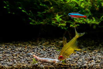 A dead freshwater neon fish and a fish. 