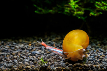 Yellow freshwater snail and dead neon fish. © lapis2380
