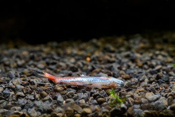 A dead freshwater neon fish.