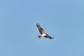 Orlovec říční /  Pandion haliaetus