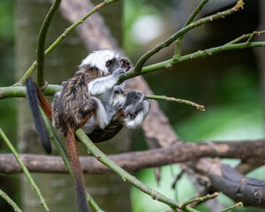 cotton-top tamarin