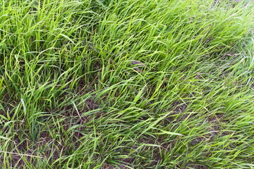 green grass background