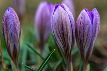 Spring growing flowers and nature that comes alive, Beautiful Purple crocus outside in the forest...