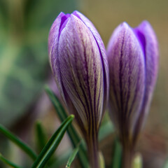 Spring growing flowers and nature that comes alive, Beautiful Purple crocus outside in the forest or in the park. Wild crocuses blooming in their natural environment in the forest. heuffelianus