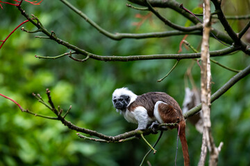 cotton-top tamarin