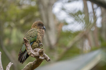 kea