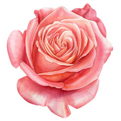 Watercolor rose flowers, isolated on white background